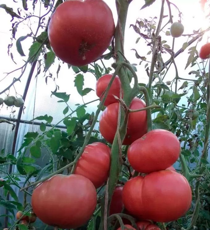

Семена томат Розовые береты F1 27570 1 уп.