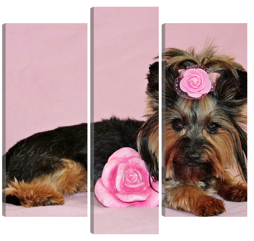 

Большая модульная картина Йоркширский терьер. В спальню, гостиную, зал. PR-473 (116x100см)