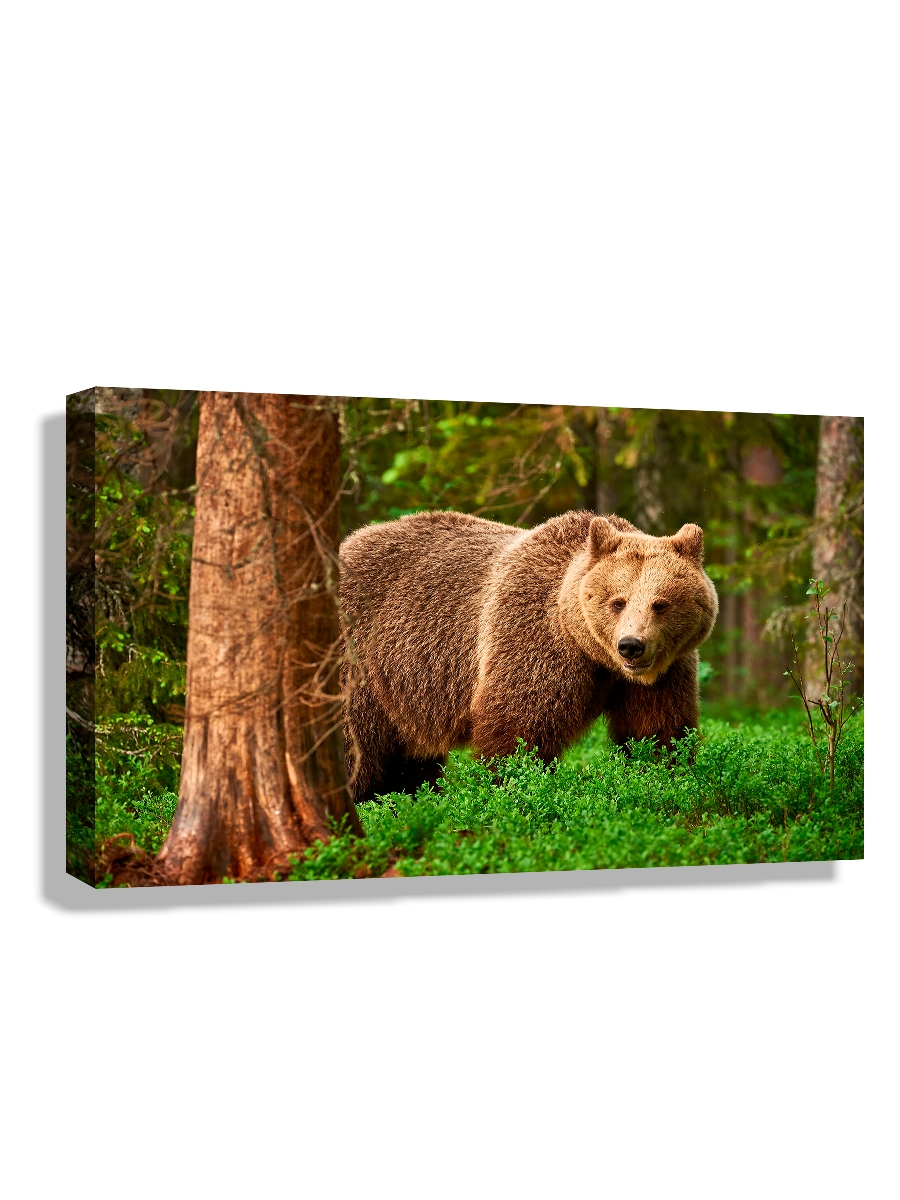 

Картина DRABS 90x60 см на холсте Бурый медведь свободно ходит в финской тайге