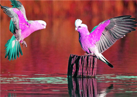фото Алмазная мозаика стразами ripoma розовые попугаи 00114696 30х40 см