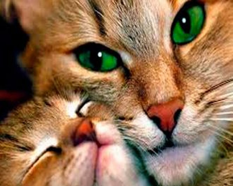

Алмазная мозаика стразами Ripoma Кошка с котёнком 00114652 30х40 см, Кошка с котёнком
