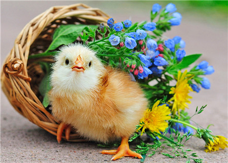 

Алмазная мозаика стразами Ripoma Цыплёнок с корзинкой цветов 00114620 30х40 см, Цыплёнок с корзинкой цветов