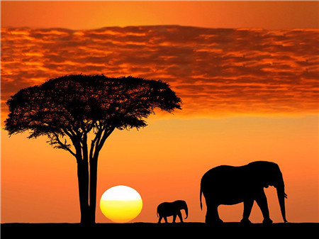 фото Алмазная мозаика стразами ripoma силуэт слонов на закате 00114619 30х40 см