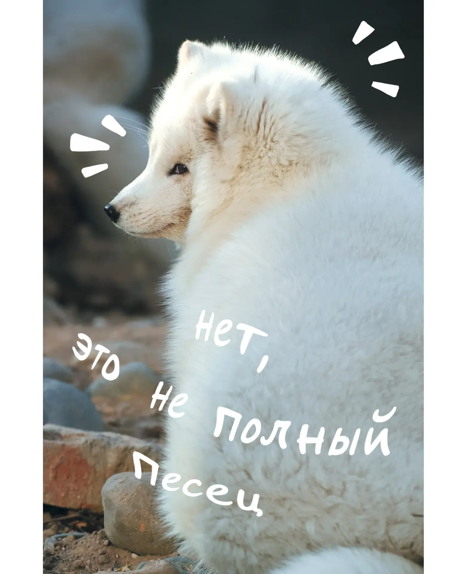 

Записная книжка Listoff Песец А5 145 х 210 мм 80 листов