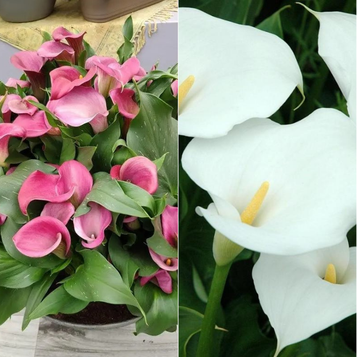 Калла Капитан Самба 1 шт, Капитан Вентура 1 шт,Botanica 529, 2 шт.