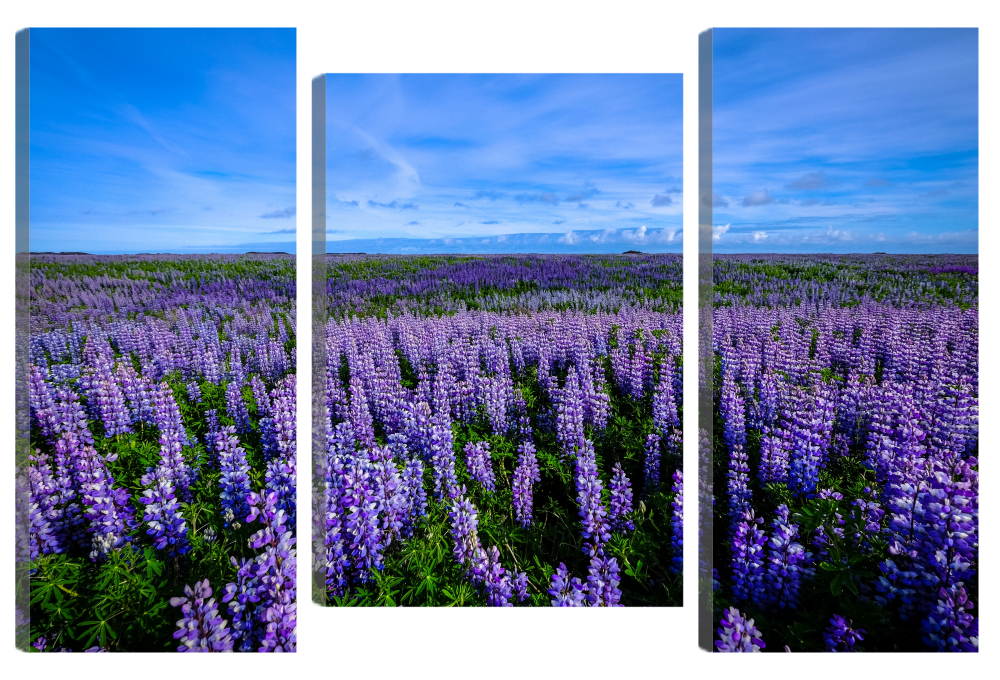 

Большая модульная картина Дикий люпин. В спальню, гостиную, зал. PR-899 (106x80см)