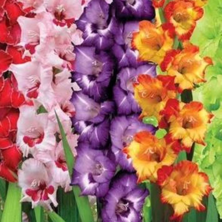 Луковицы цветов, Гладиолус, Chipollino flowers, Fire Mix, 719, 20 шт.