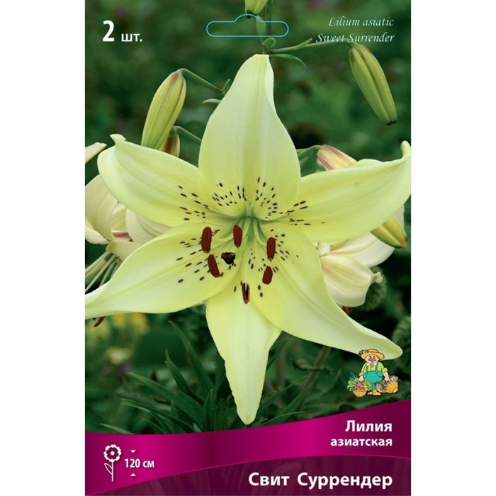 

Луковицы лилия Поиск Свит Суррендер Р00003819 2 шт.
