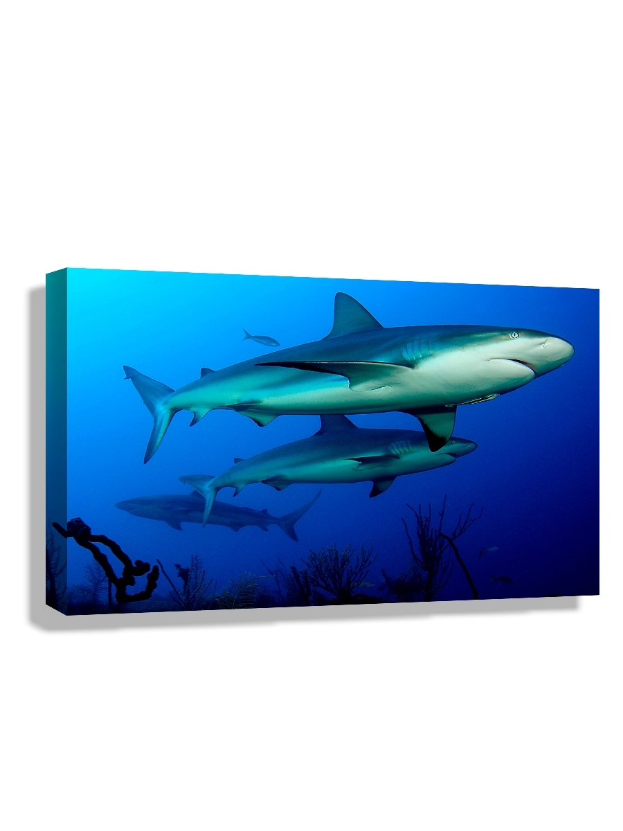 

Картина DRABS 60x40 см на холсте Карибская рифовая акула Куба
