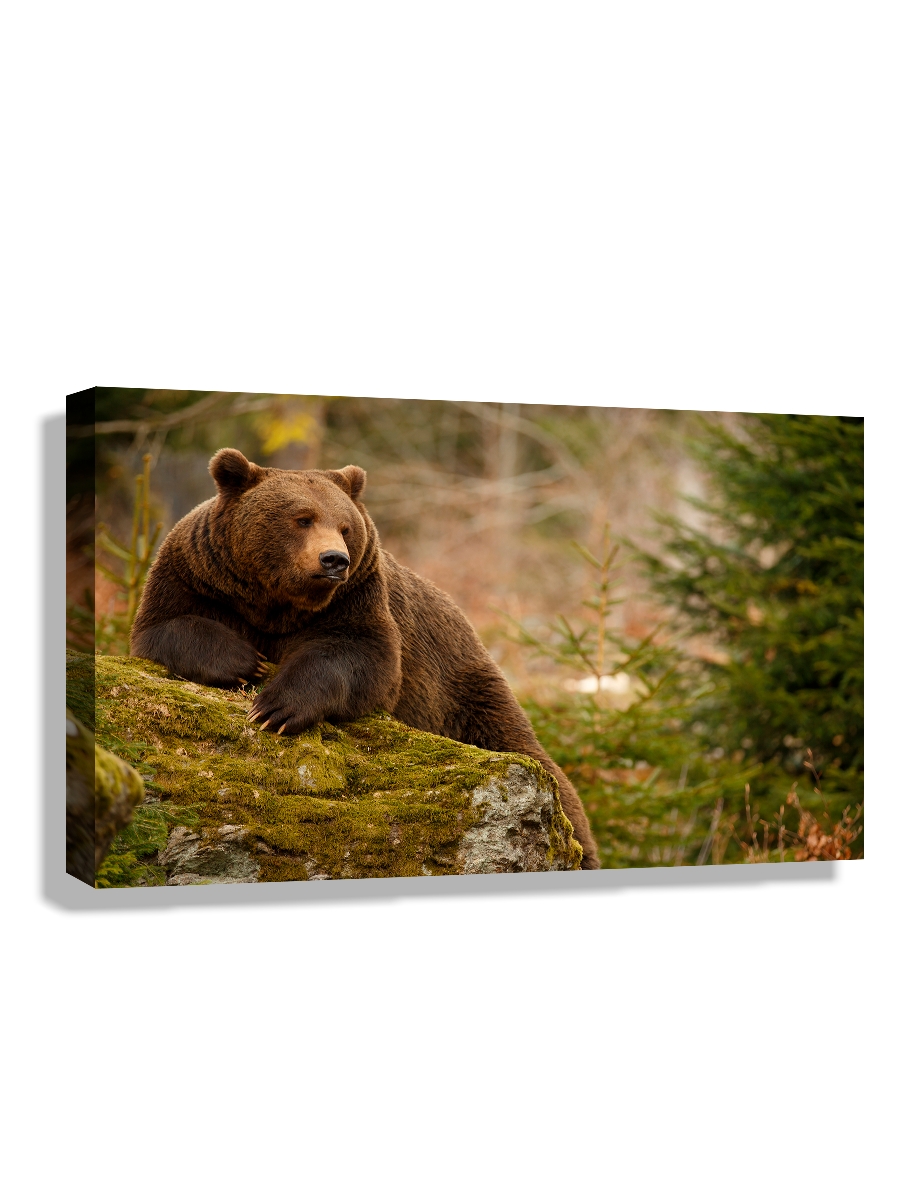 

Картина DRABS 60x40 см на холсте Бурый медведь в лесу