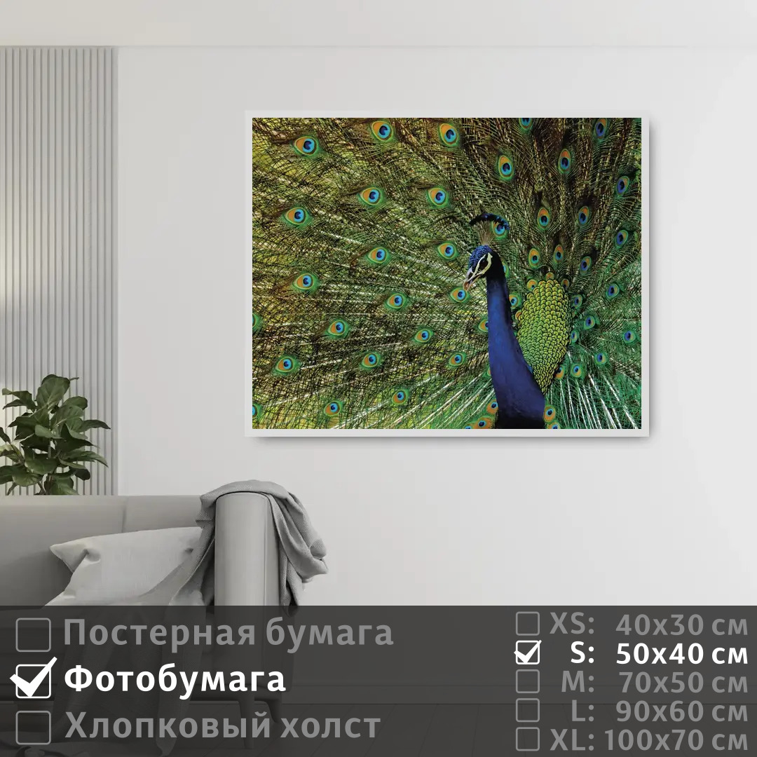 

Постер на фотобумаге ПолиЦентр Павлин с распущенным хвостом 50х40 см, ПавлинСРаспущеннымХвостом