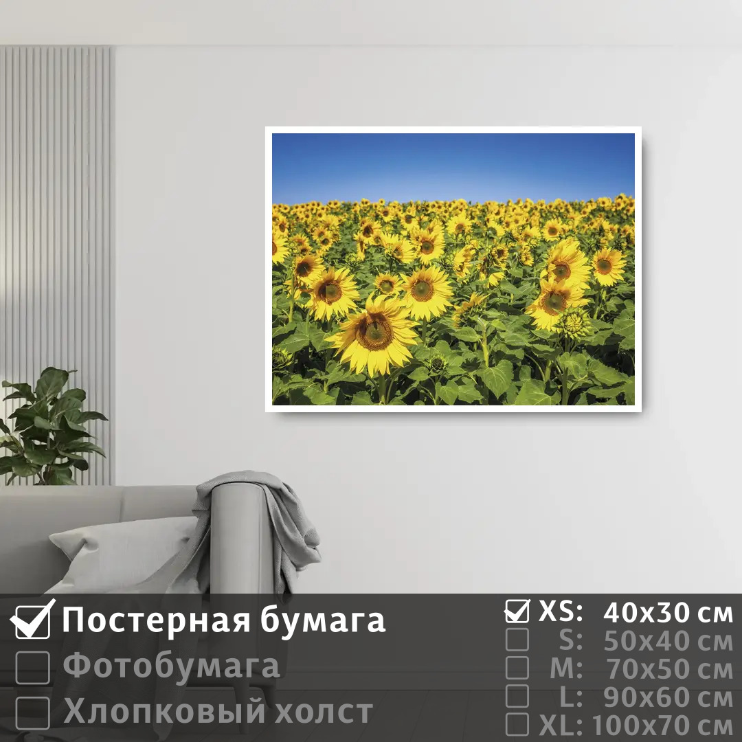 

Постер на стену ПолиЦентр Подсолнечное поле 40х30 см, ПодсолнечноеПоле