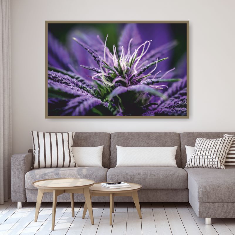 

Постер на стену ПолиЦентр Цветущий канабис Макросъемка 90х60 см, ЦветущийканабисМакросъемка