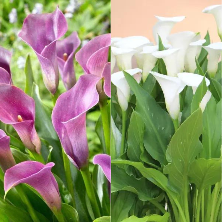 Калла Акцент 1 шт, Саппоро 1 шт, Botanica 519, 2 шт.