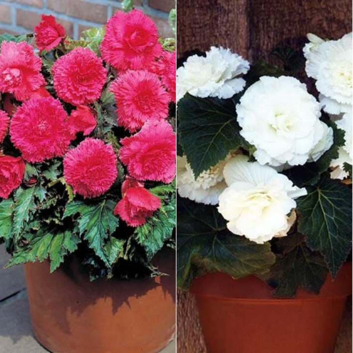 Бегония Бахромчатая, Botanica, Розовая 2 шт, Белая 2 шт, 492, 4 шт.
