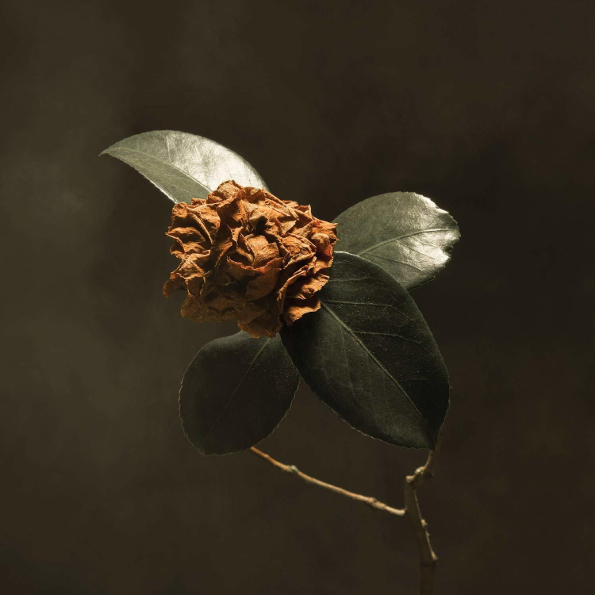 

St. Paul & The Broken Bones / Young Sick Camellia (CD)