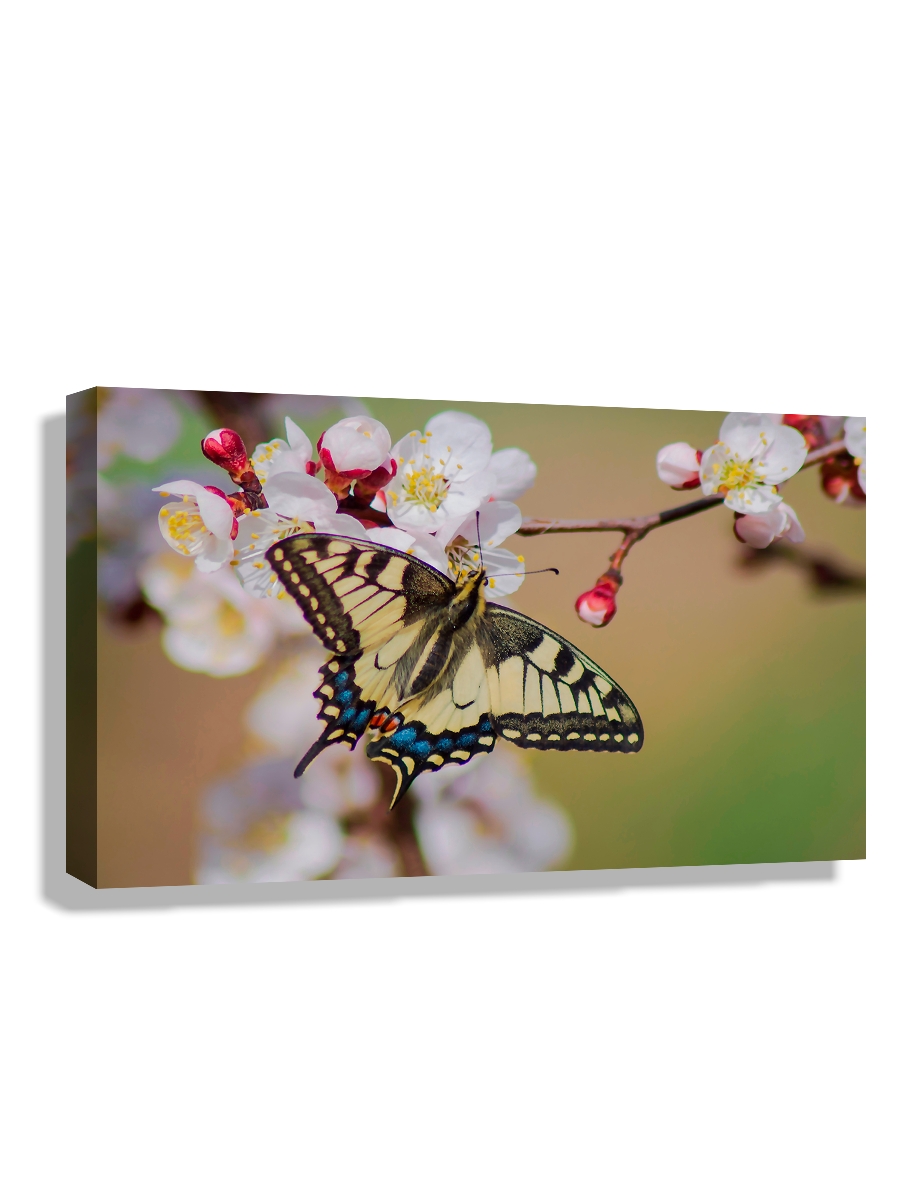 

Картина DRABS 50x30 см на холсте Бабочка на цветке абрикоса