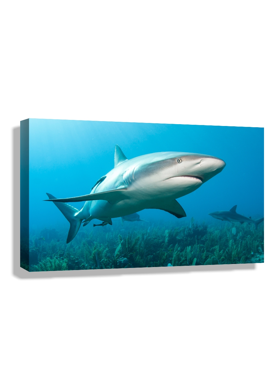 

Картина DRABS 50x30 см на холсте Карибская рифовая акула