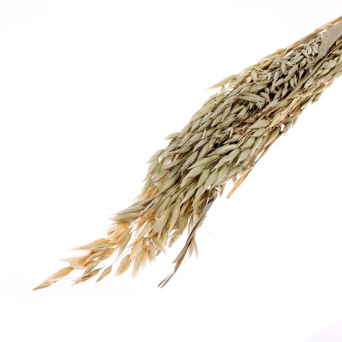 

Сухоцвет «Овёс посевной», зелёный, 50 г в упаковке