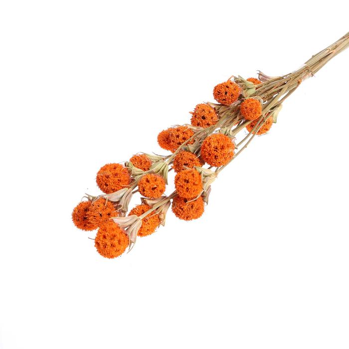 

Сухоцвет «Ликвидамбара» 35 г, цвет оранжевый