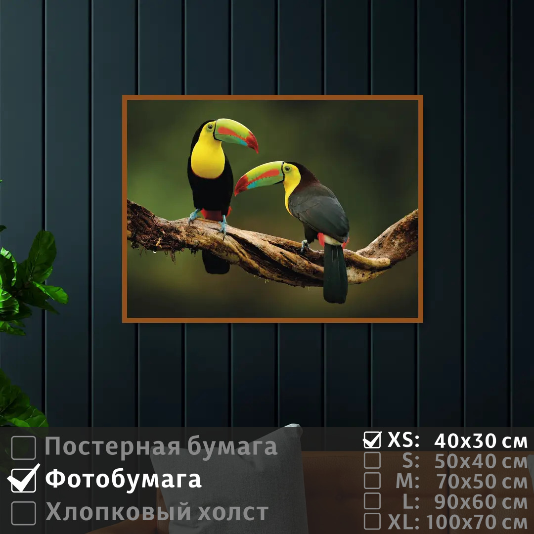 

Постер на фотобумаге ПолиЦентр Два тукана на ветке 40х30 см, ДваТуканаНаВетке