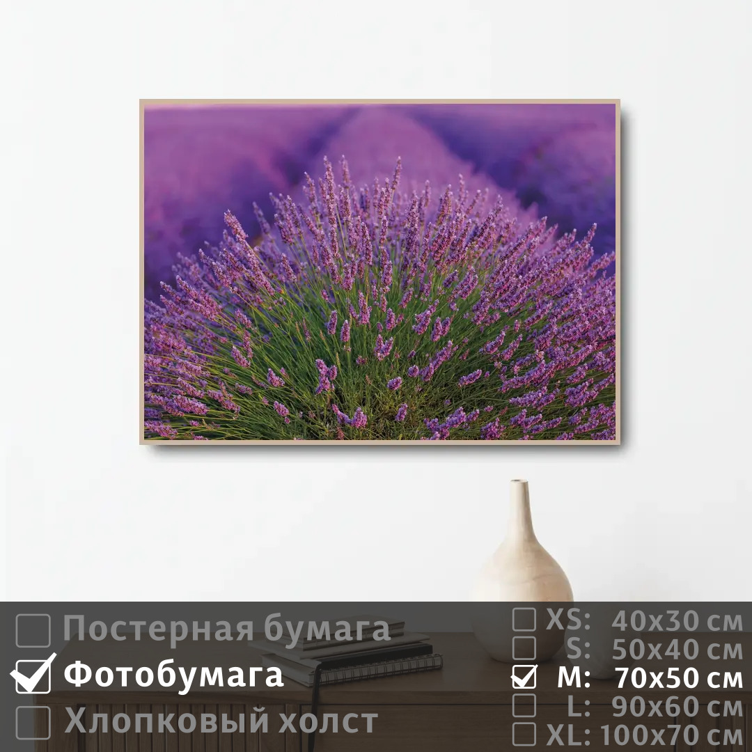 

Постер на фотобумаге ПолиЦентр Лавандовое поле во франции 70х50 см, ЛавандовоеПолеВоФранции