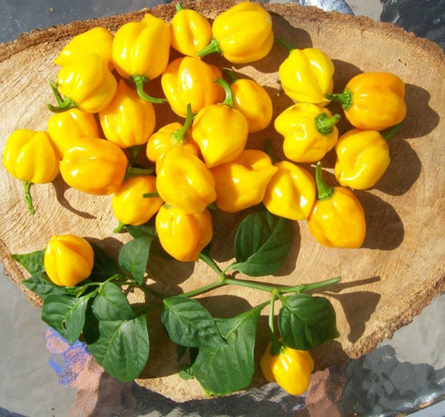 Семена перец острый Scotch bonnet yellow Magic Forest Seeds 1 уп.