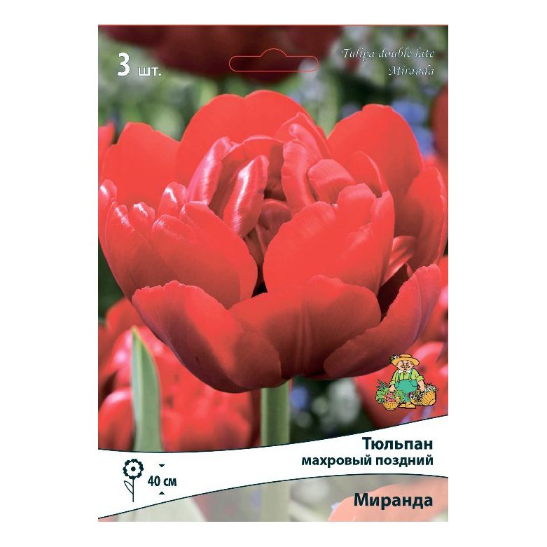 

Луковицы тюльпан Миранда Поиск 3 шт.