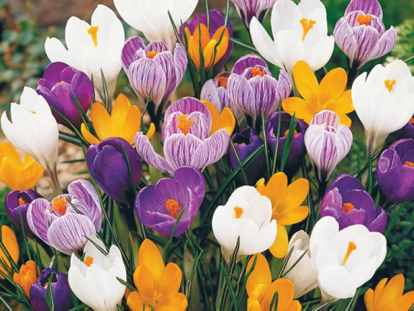 

Луковицы Крокус Весенние разливы ассорти 5 шт