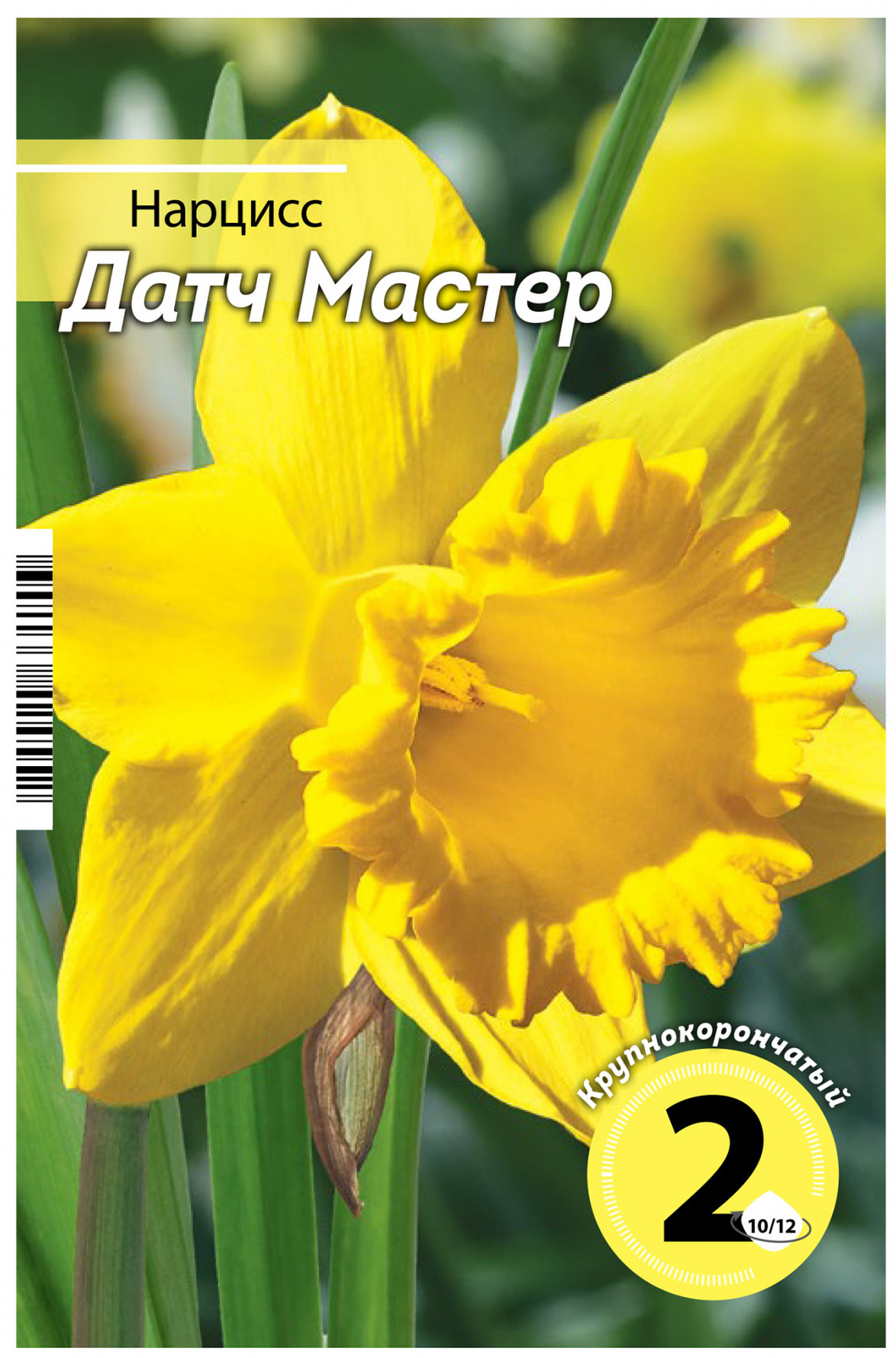 

Луковицы нарцисс Датч мастер 2 шт.