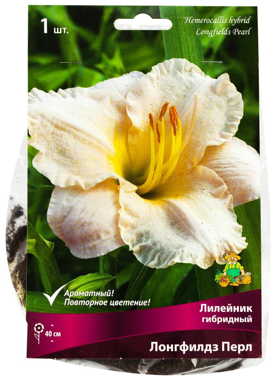 

Клубни лилейник Поиск Лонгфилдз Перл 1 шт.