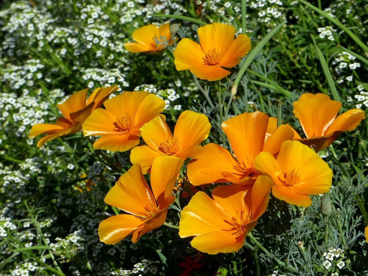 Eschscholzia californica эшшольция Калифорнийская