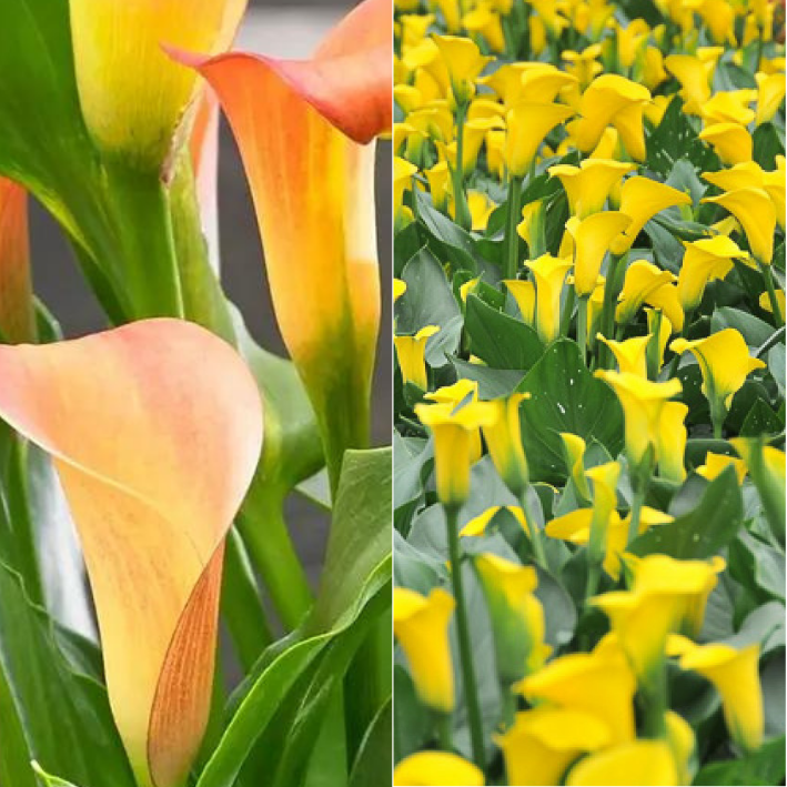 Корень цветов, Калла, Chipollino flowers, Twin, Cancun 1, Gold Medal 1, 693, 2 шт.