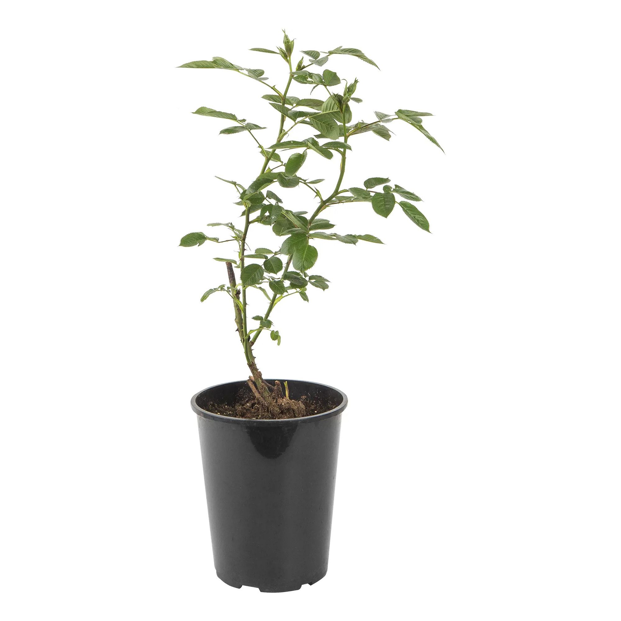 

Саженцы роза Зе Фейри C4 PlantMarket 1 шт.