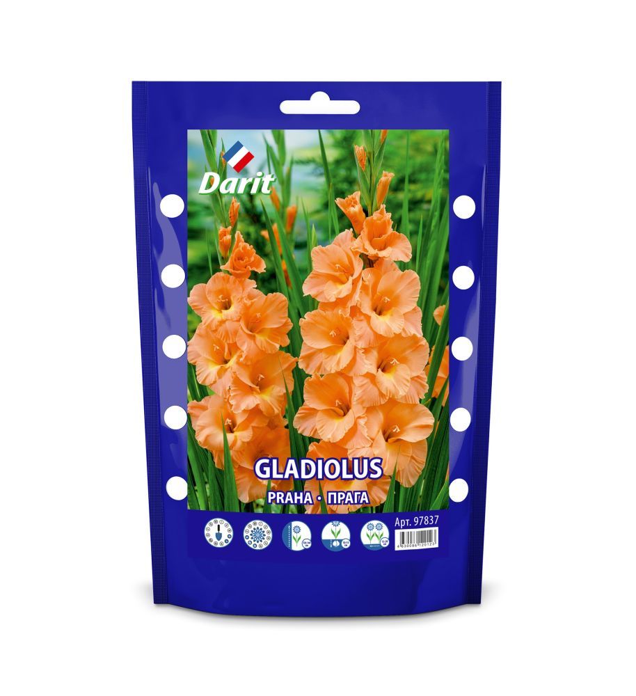 

Гладиолус Прага Gladiolus Praha 10/+, Darit Дой-пак,7шт