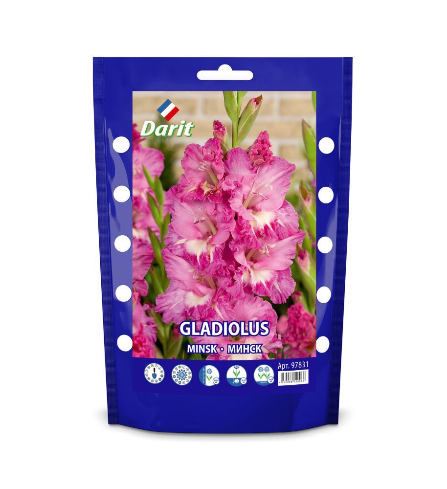 

Гладиолус Минск Gladiolus Minsk 12/+, Darit Дой-пак 7шт