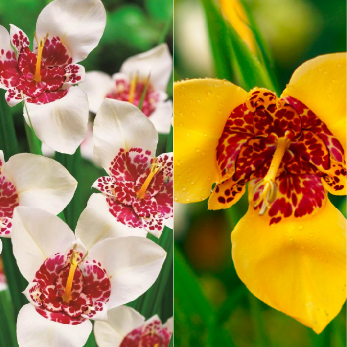 Луковицы цветов, Тигридия, Chipollino flowers, Twin, White 10, Yellow 10, 686, 20 шт.