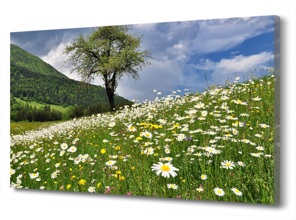 

Картина на холсте Ромашки PRC-843 (90x60см). Натуральный холст