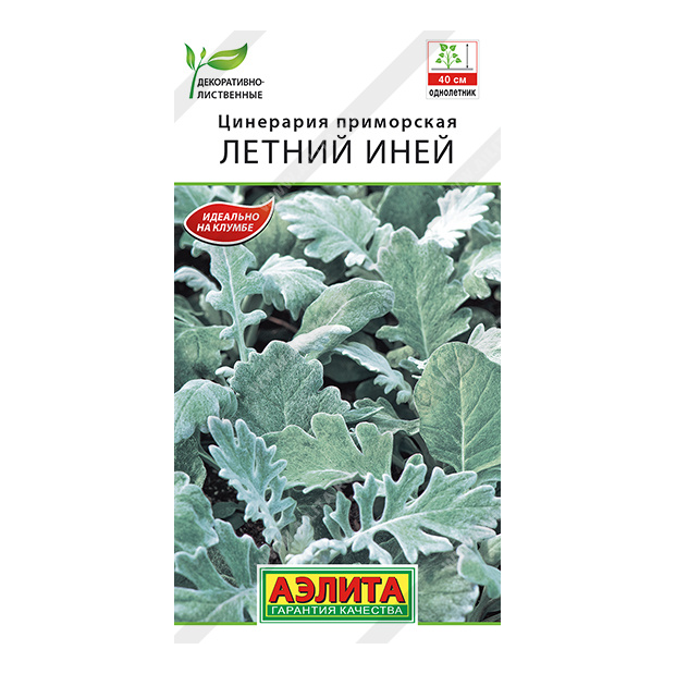 

Цинерария Летний Иней (Аэлита)