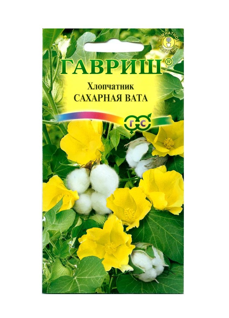 

Хлопчатник Сахарная Вата 3шт. комн. (Гавриш)