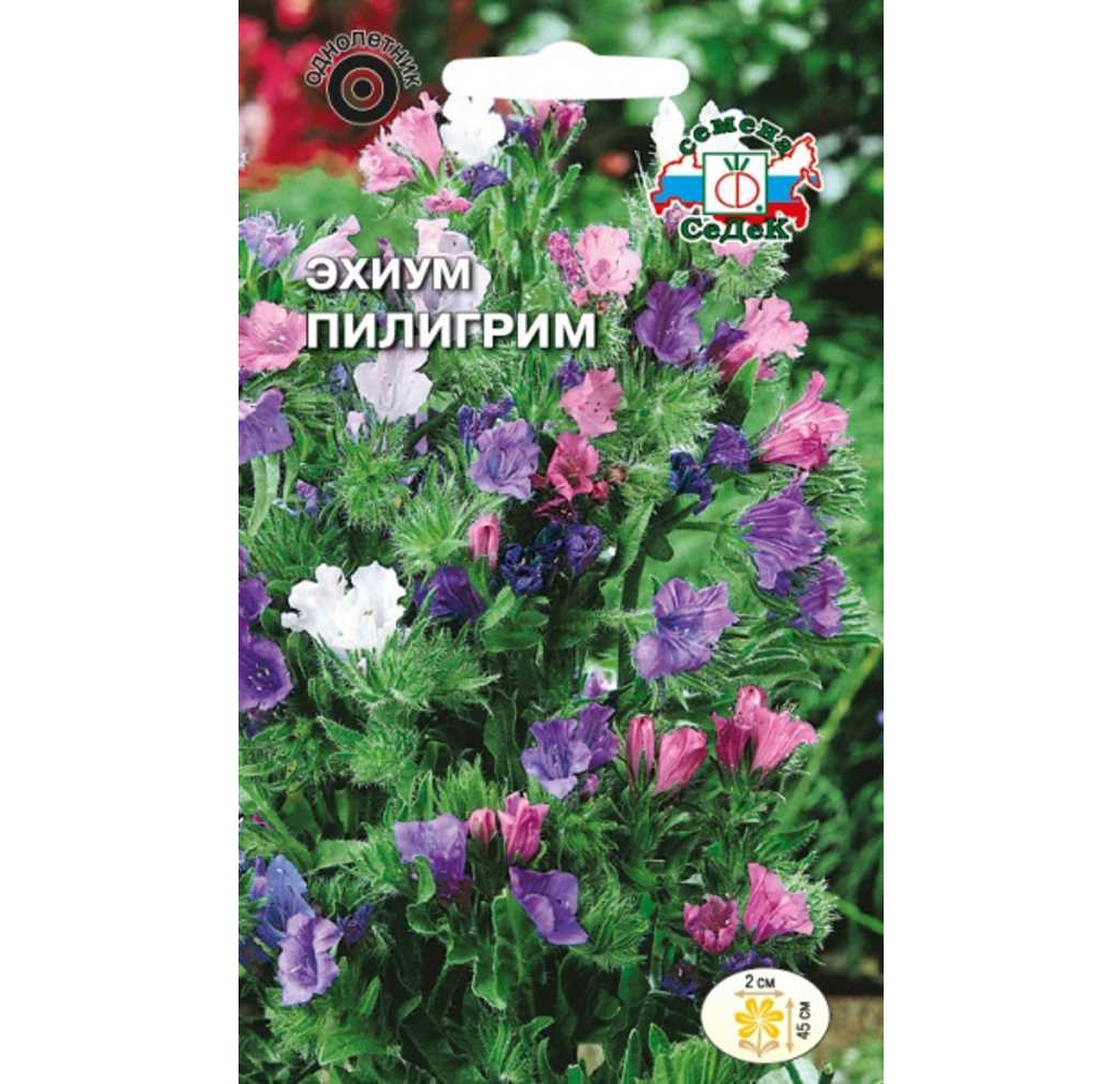 

Эхиум Пилигрим 0,5гр. (Седек)