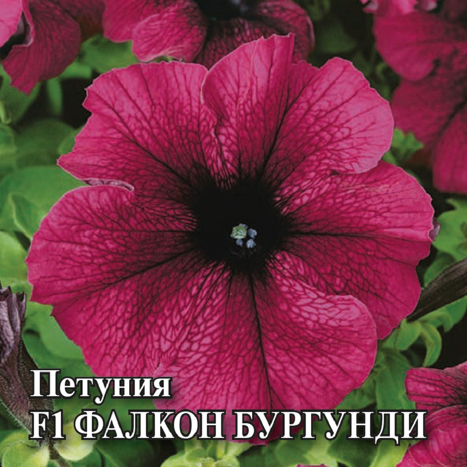 

Семена петуния Фалкон Бургунди F1 Гавриш 1071856168-1 1 уп.