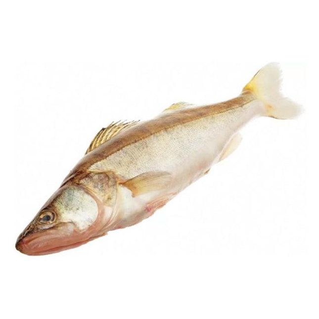 

Судак Камшат вес