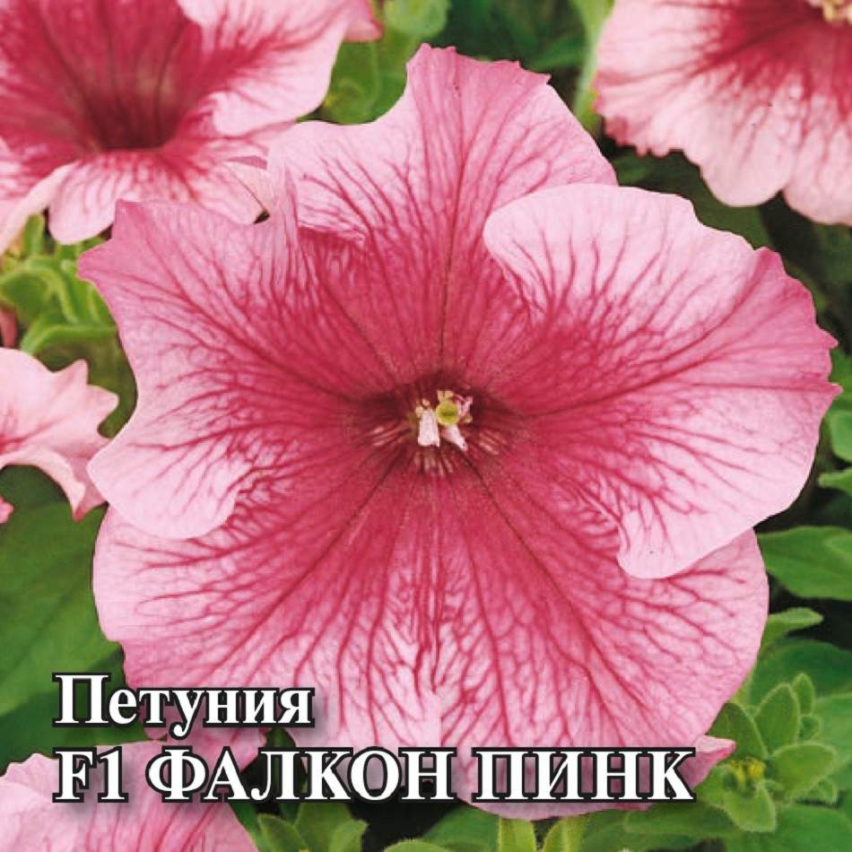 

Семена петуния Фалкон Пинк F1 Гавриш 1071856176-1 1 уп.