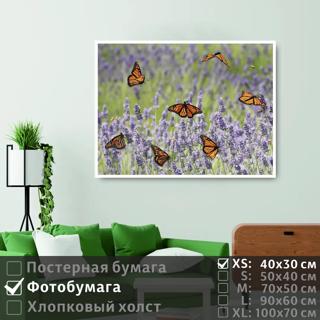 

Постер на фотобумаге ПолиЦентр Бабочки пархают над лавандами 40х30 см, БабочкиПархаютНадЛавандами
