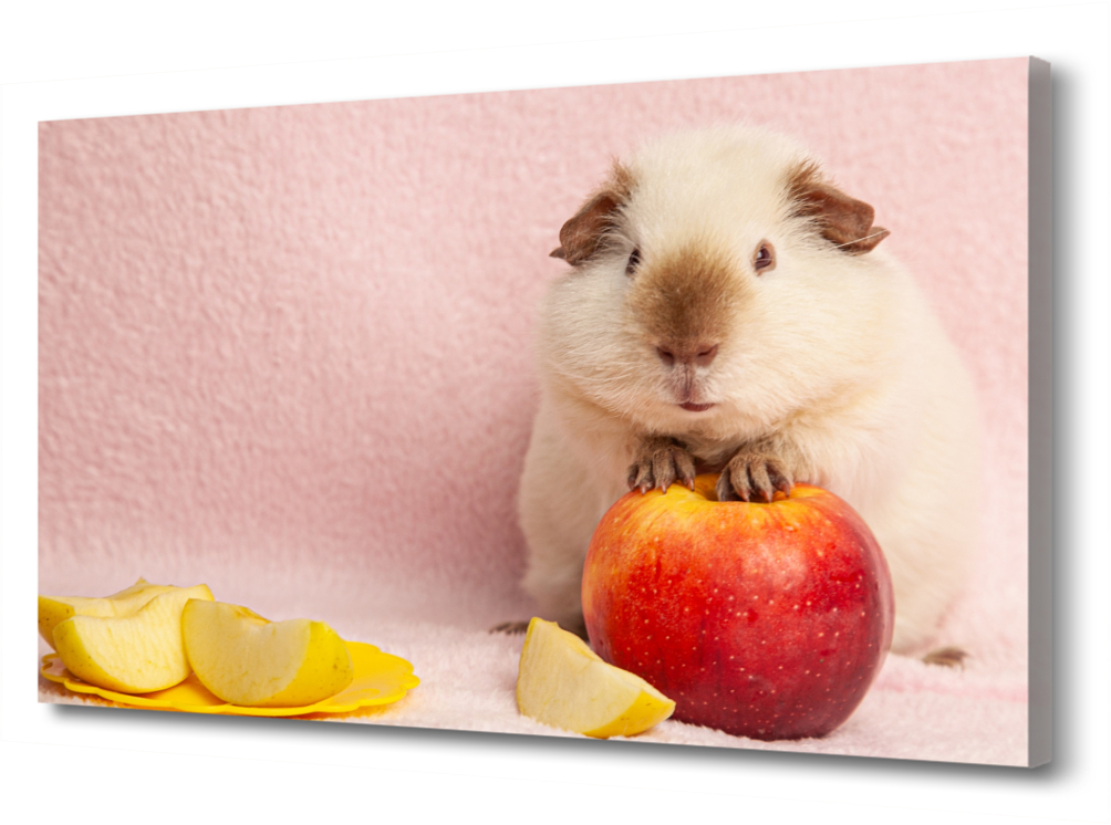 

Картина на холсте Морская свинка на яблоке PRC-635 (105x70см). Натуральный холст