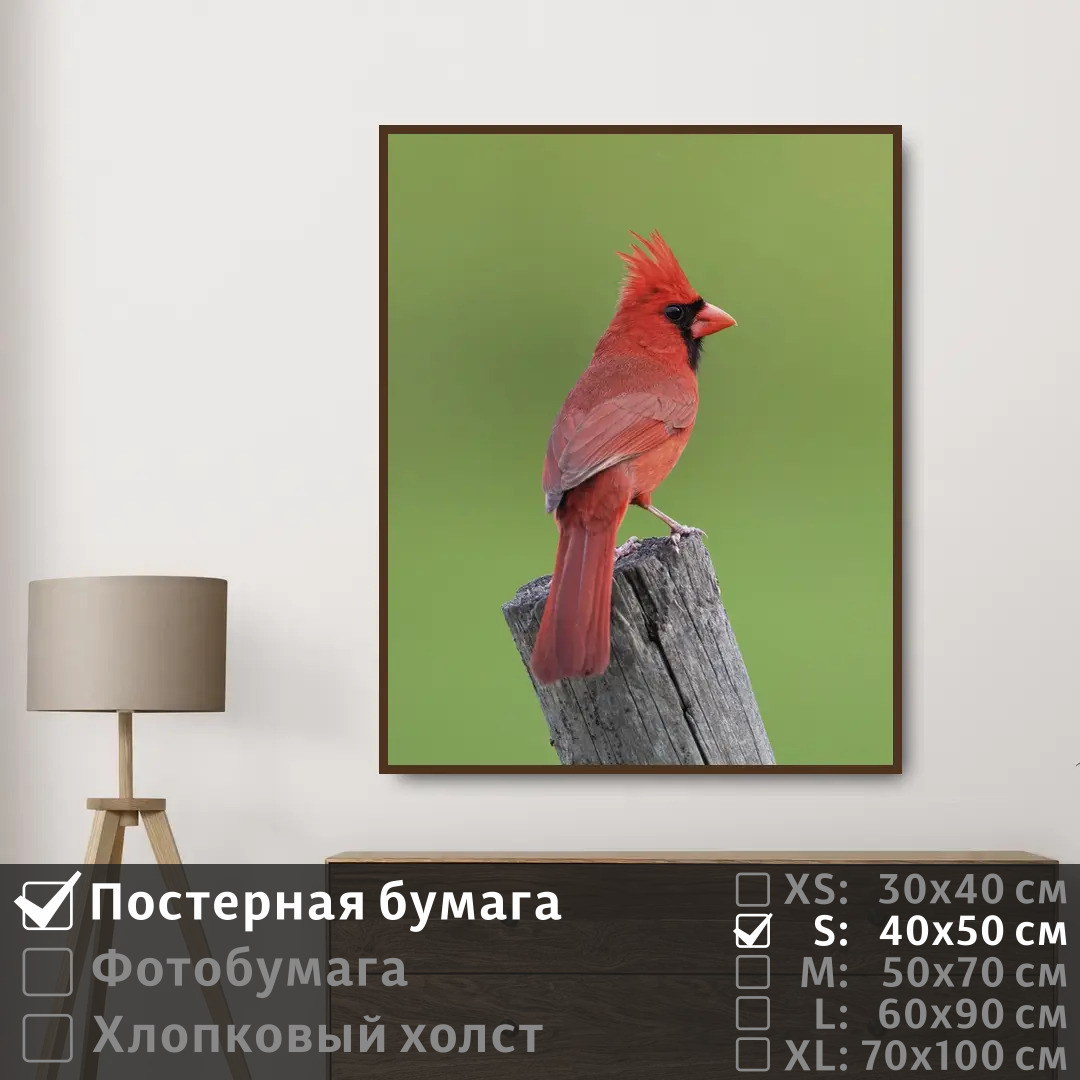 

Постер на стену ПолиЦентр Красная птица сидит наблюдает глазами 40х50 см, КраснаяПтицаСидитНаблюдаетГлазами