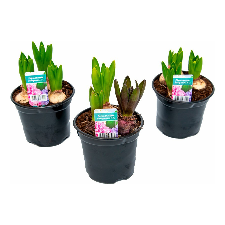 Гиацинт цветущий d12 см