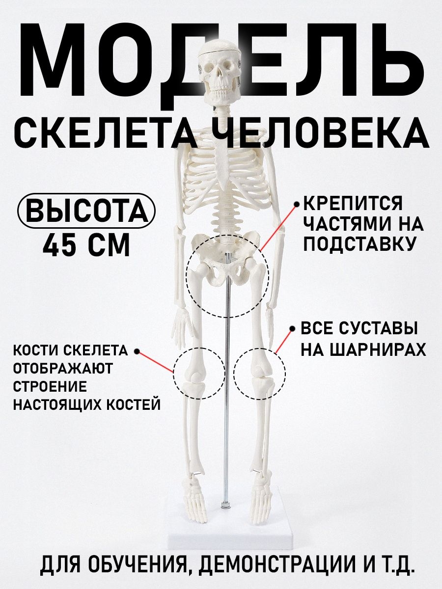 

Модель скелета человека Bone, учебная , 45см