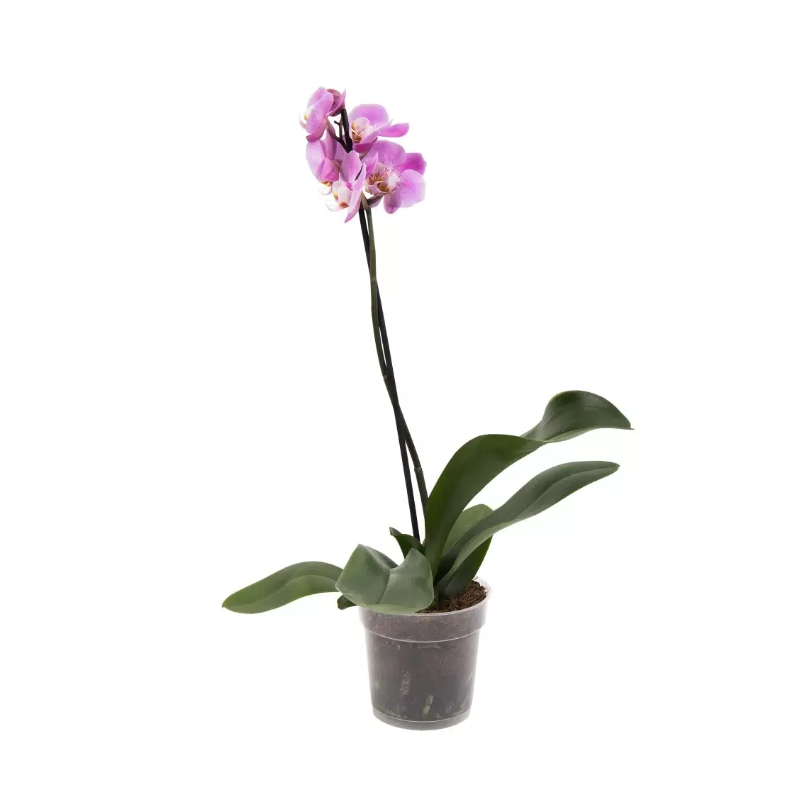 

Фаленопсис